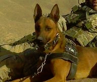 K9 MARSOC